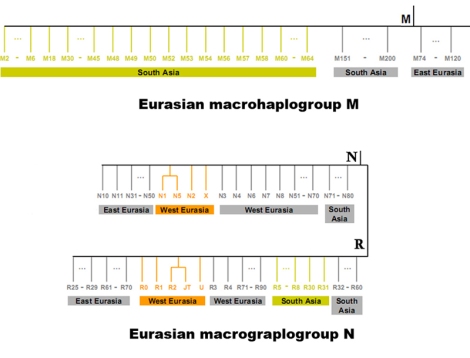 mtDNA macrohaplogroup N dan M di Eurasia