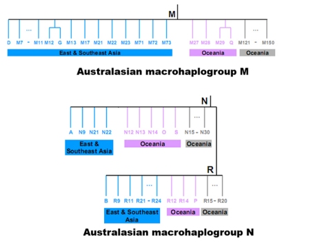Australasian mtDNA by Kong et al. (2010)