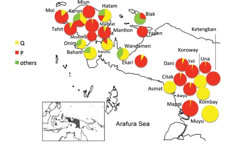 Sebaran mtDNA P dan Q di Papua Barat