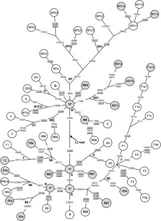 Schematic tree of major Southeast Asian mtDNA haplogroups