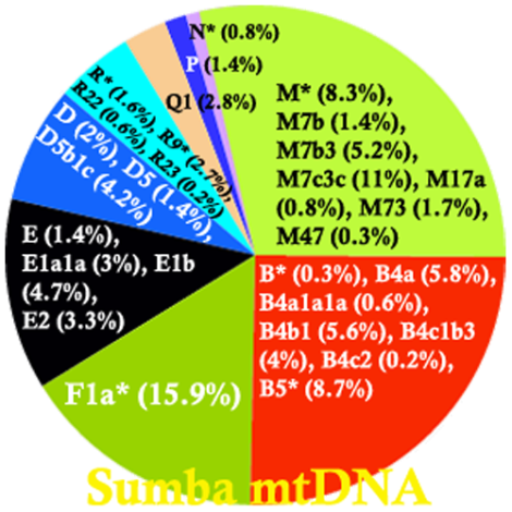 Sebaran mtDNA haplogroup di Sumba